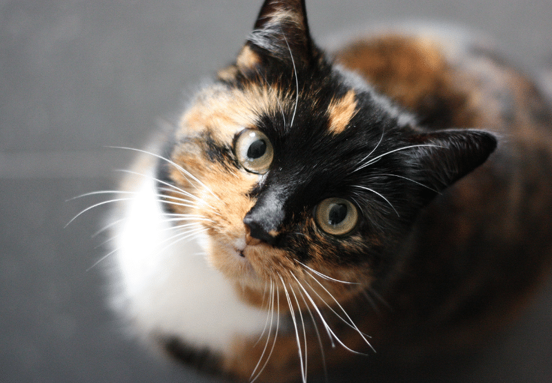 האם חול לחתולים מכיל חומרים מזיקים?