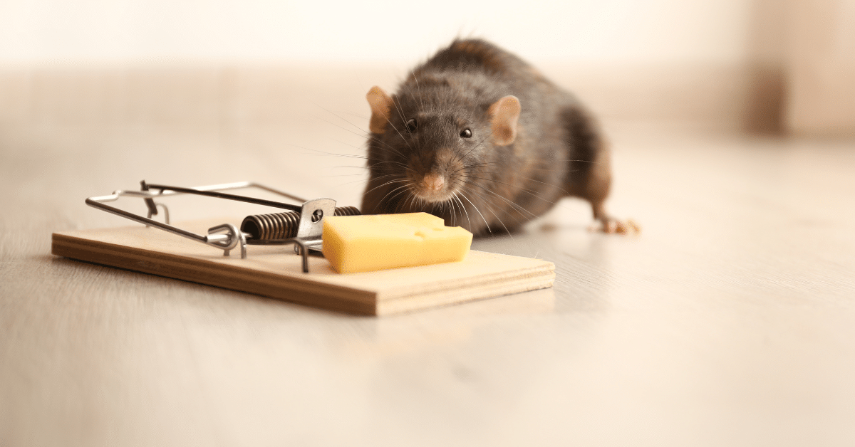 הדברת מכרסמים - מעכברים ועד חולדות